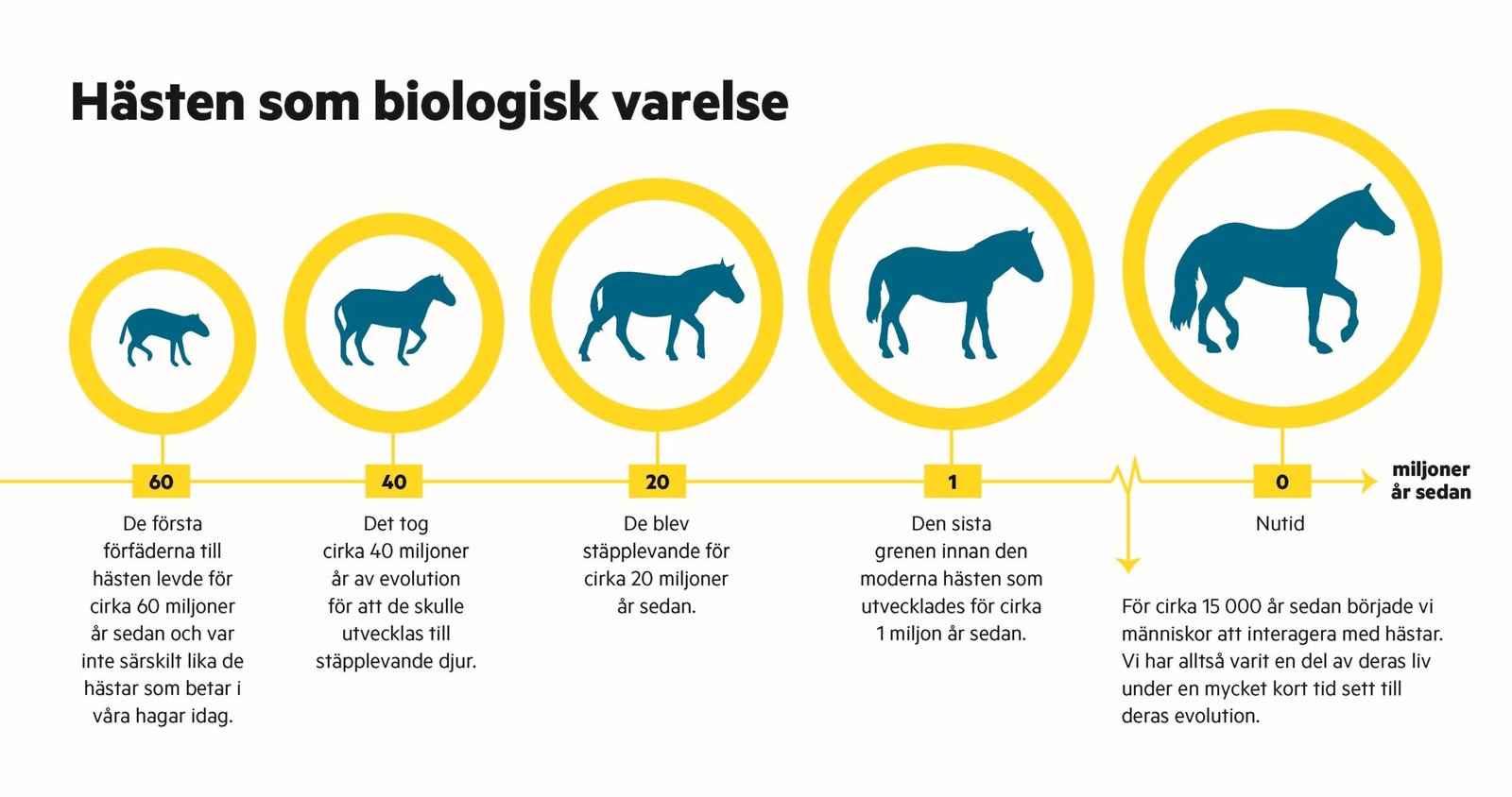 Hästens välmående: Tips för nyblivna hästägare